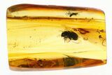 Detailed Fossil Gall Midge and Marsh Beetle in Baltic Amber #272177-1